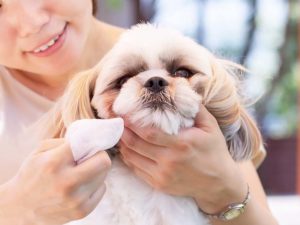 はみがき・肉球マッサージ