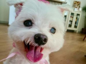 オゾンスチーム